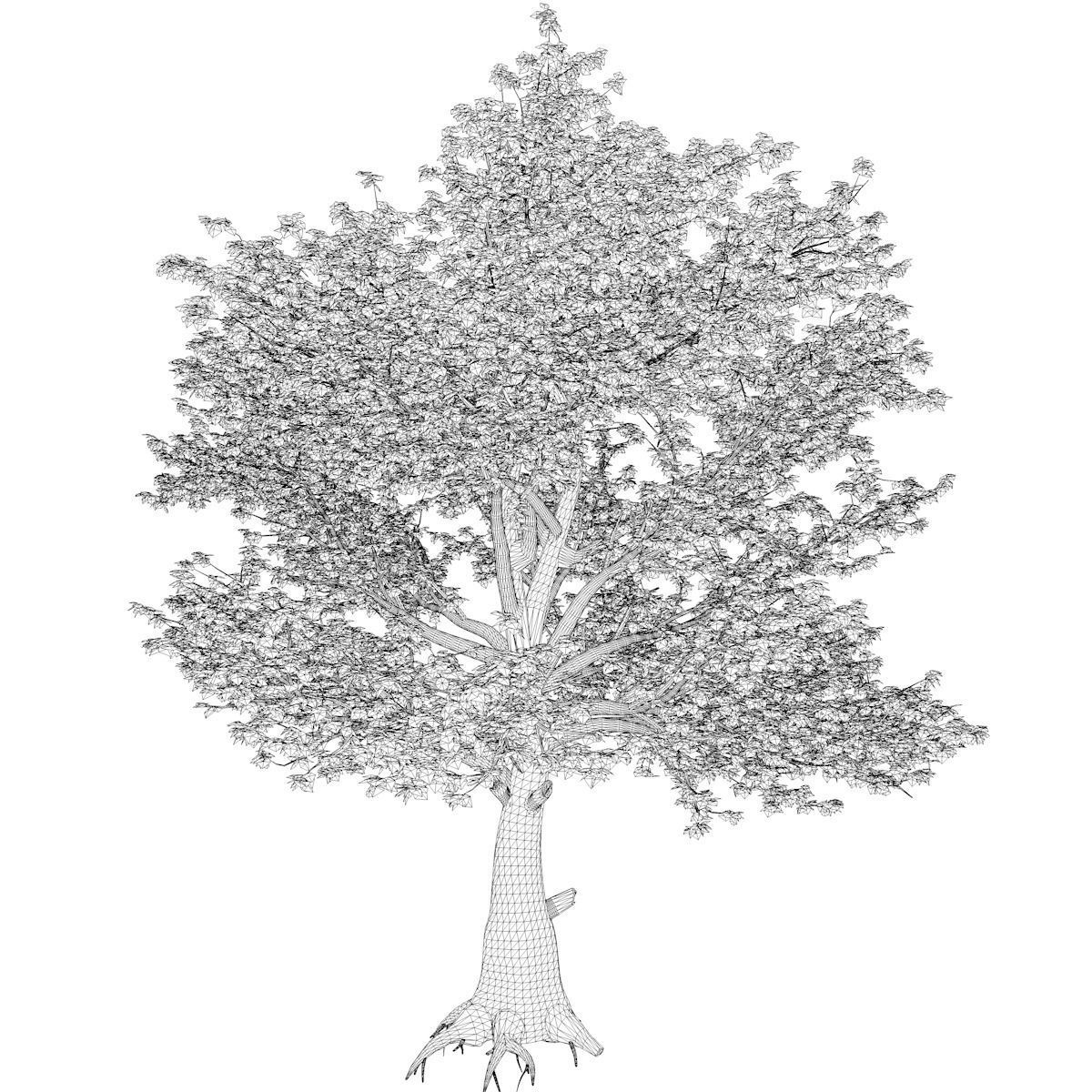 American Sycamore Tree - 05 - 3D model_2