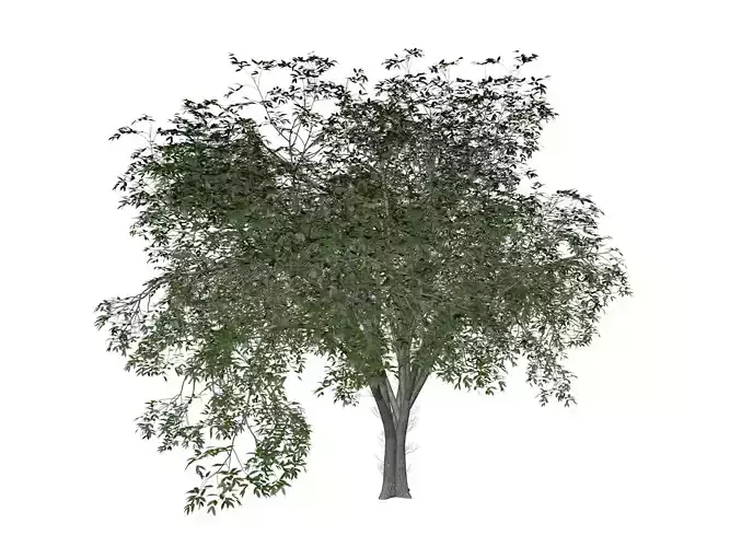 American Elm Tree - 01 - 3D model