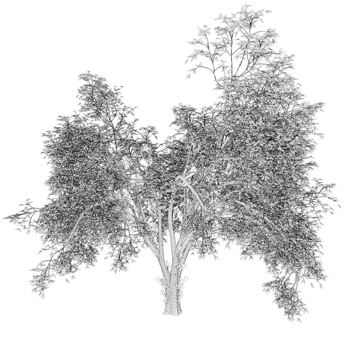 American Elm Tree - 02 - 3D model_2