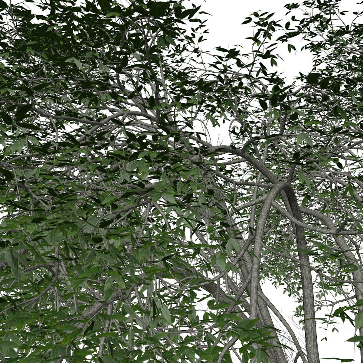 American Elm Tree - 02 - 3D model_3