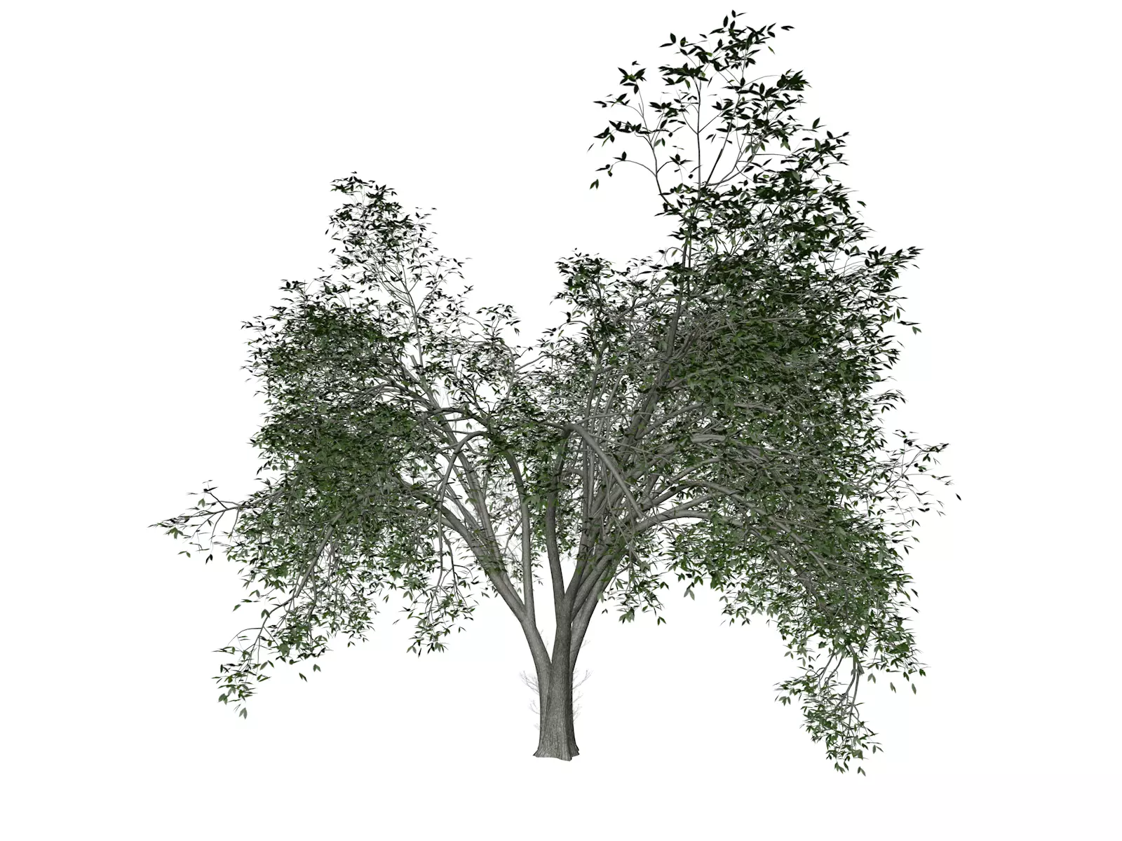 American Elm Tree - 02 - 3D model_0