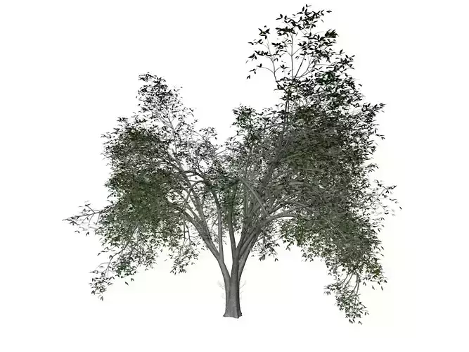 American Elm Tree - 02 - 3D model