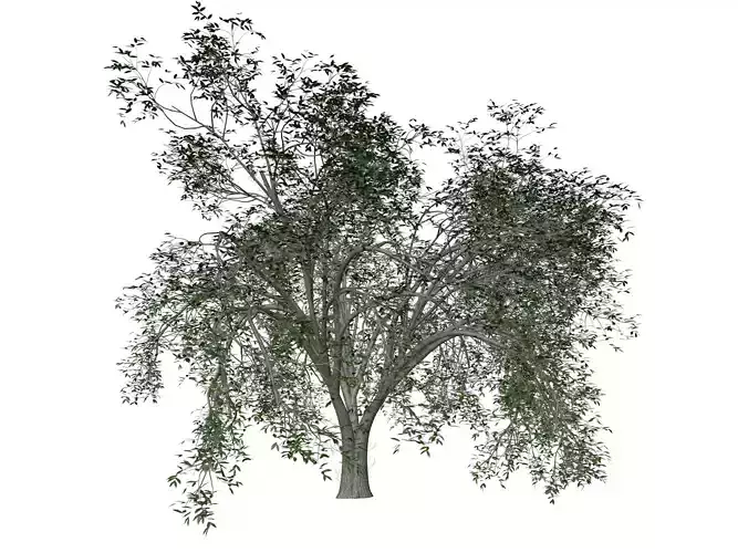 American Elm Tree - 03 - 3D model