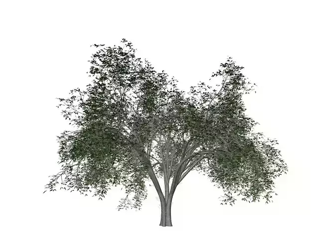 American Elm Tree - 04 - 3D model