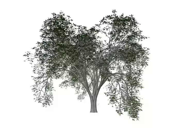 American Elm Tree - 05 - 3D model