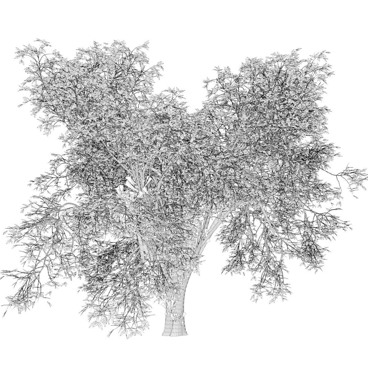 American Elm Tree - 06 - 3D model_2