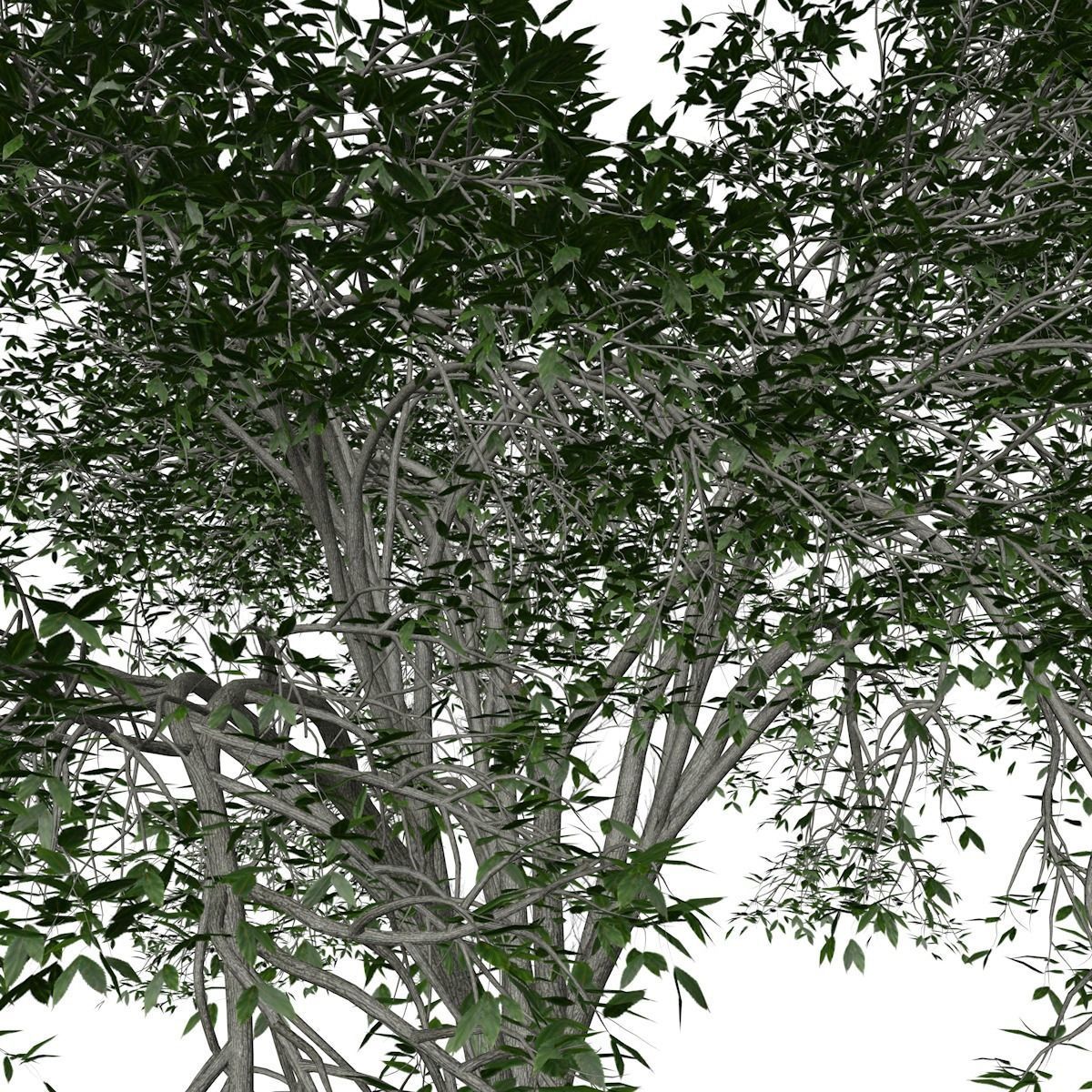 American Elm Tree - 06 - 3D model_3