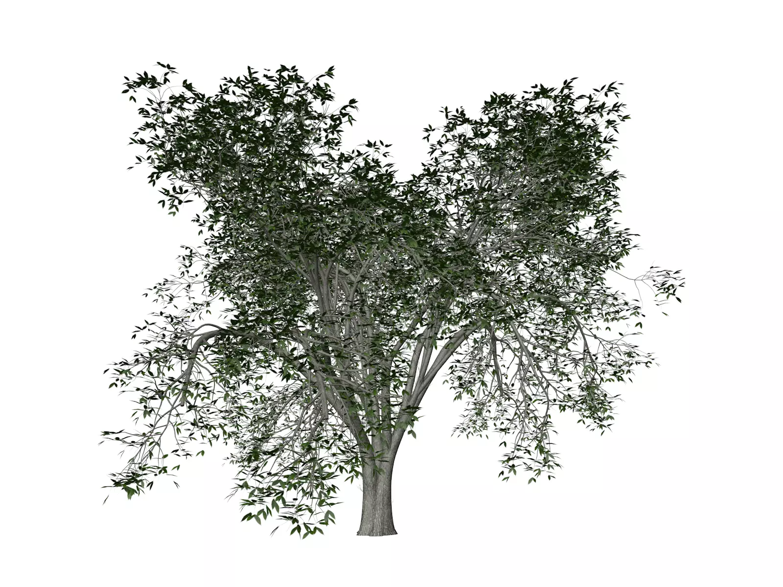 American Elm Tree - 06 - 3D model_0
