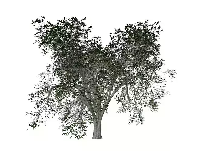 American Elm Tree - 06 - 3D model