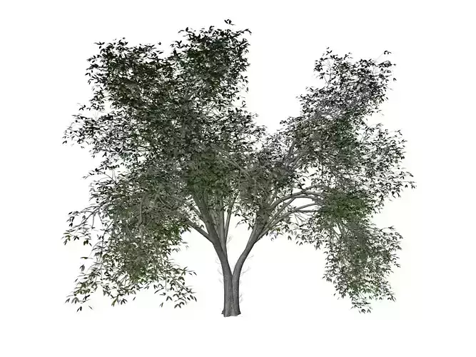 American Elm Tree - 07 - 3D model