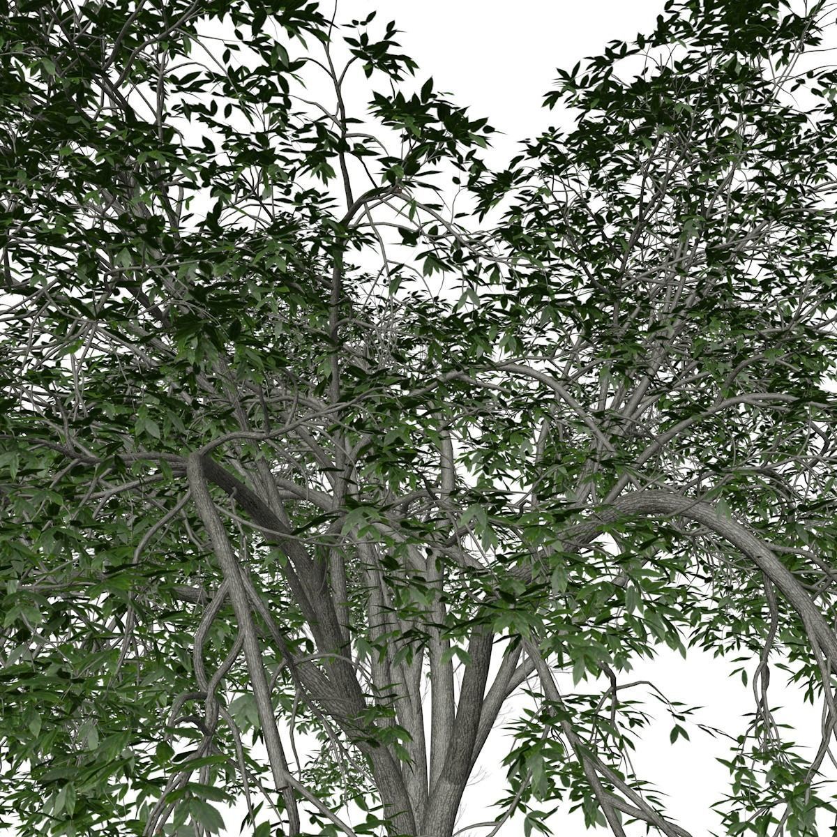 American Elm Tree - 08 - 3D model_3