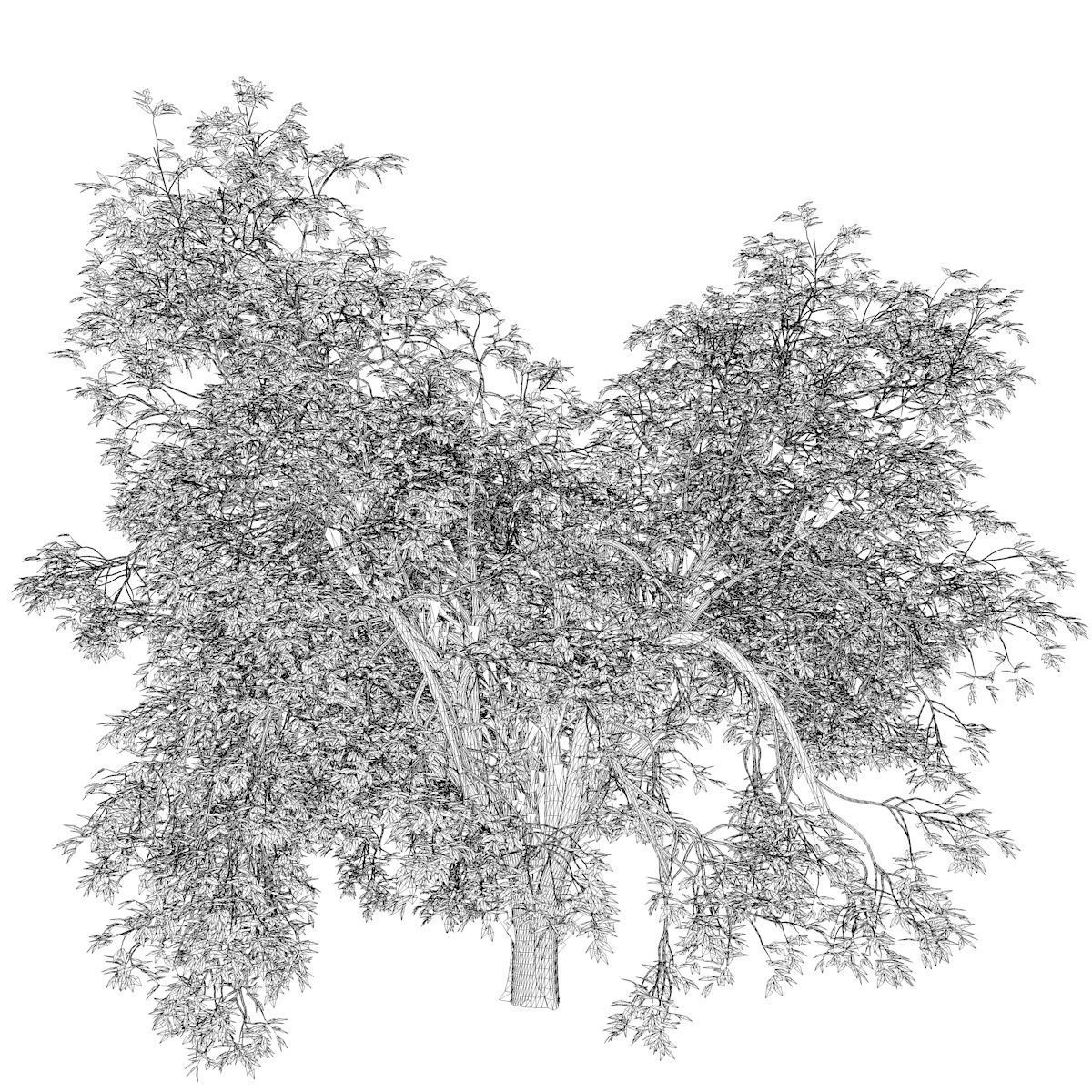 American Elm Tree - 08 - 3D model_2