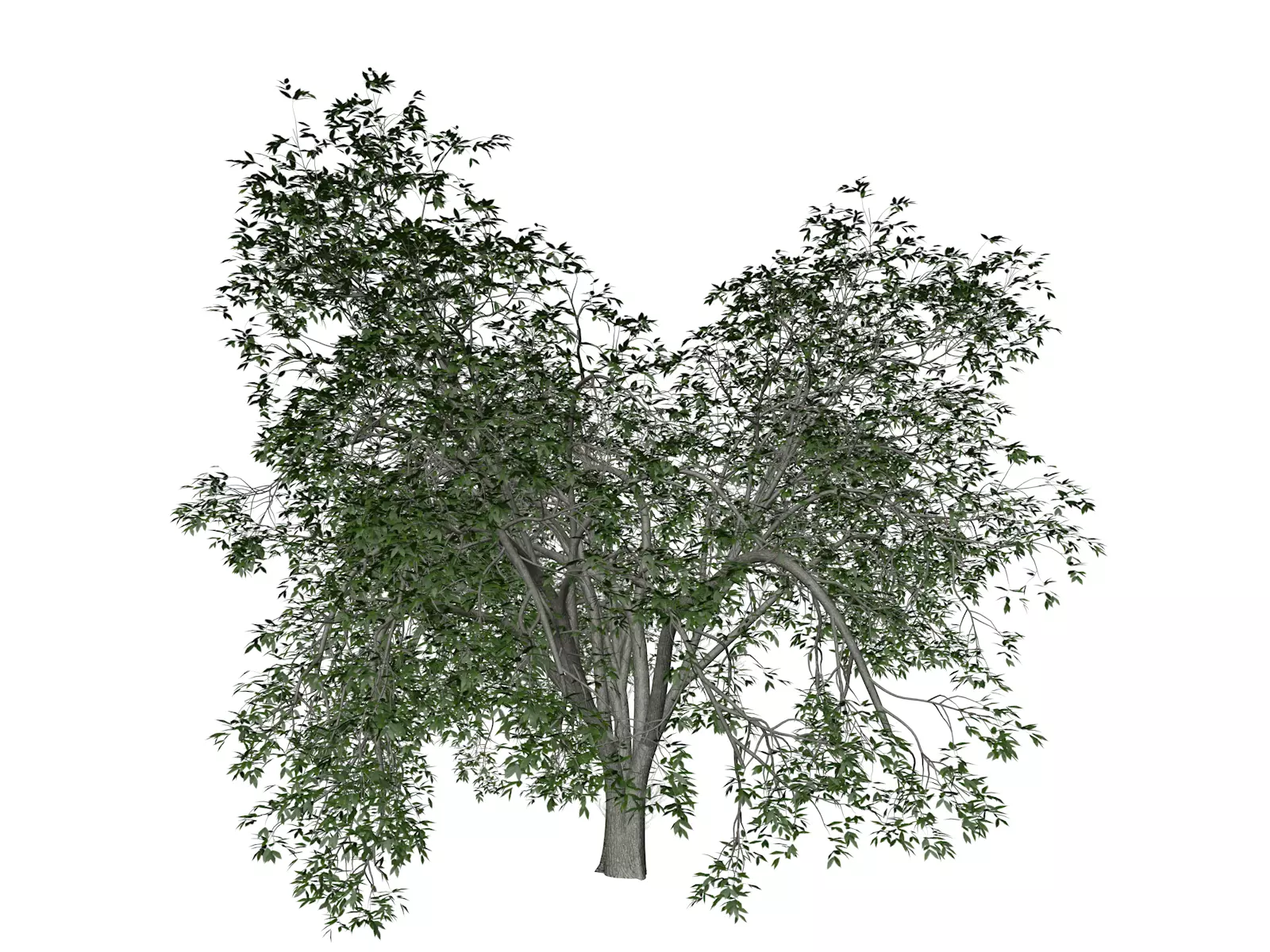American Elm Tree - 08 - 3D model_0