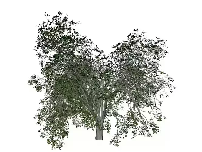 American Elm Tree - 08 - 3D model