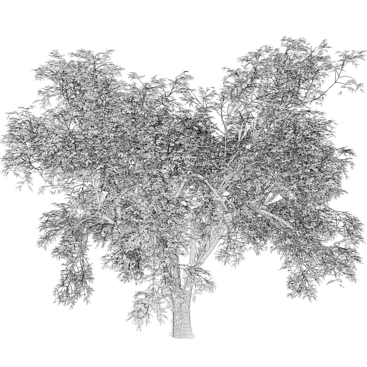 American Elm Tree - 09 - 3D model_2
