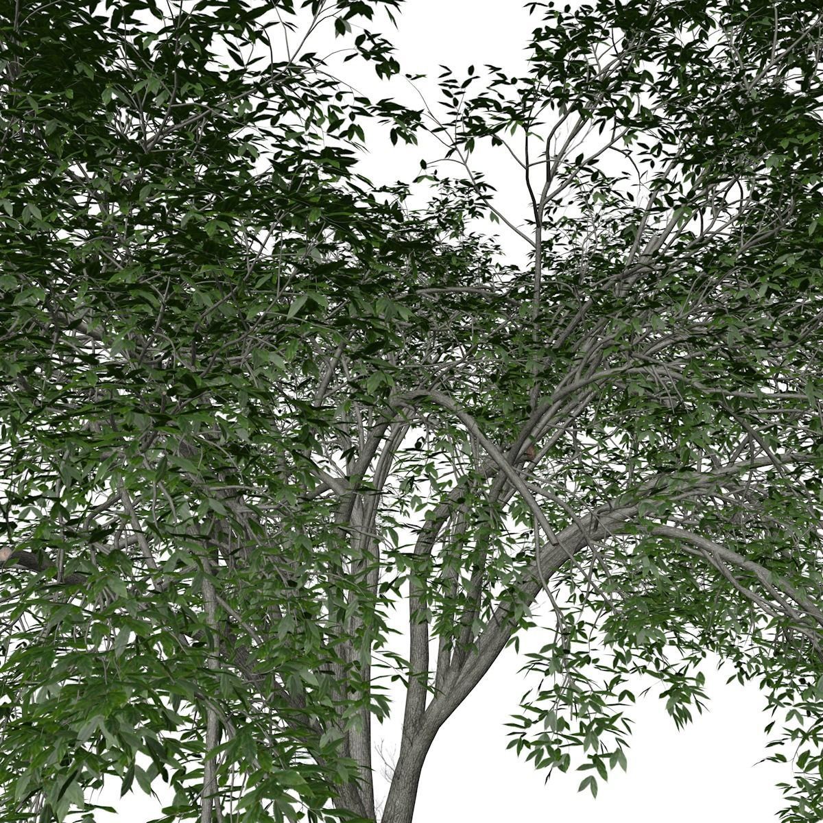 American Elm Tree - 09 - 3D model_3
