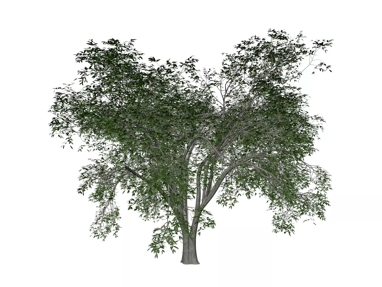 American Elm Tree - 09 - 3D model_0