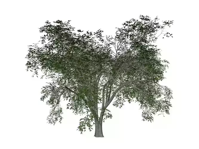 American Elm Tree - 09 - 3D model