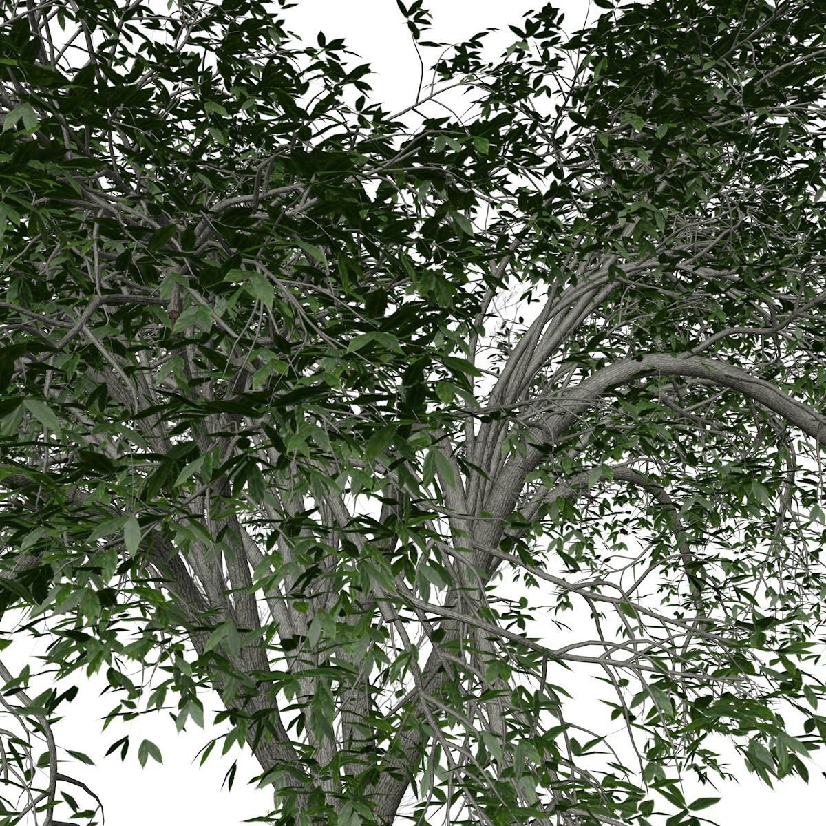American Elm Tree - 10 - 3D model_3