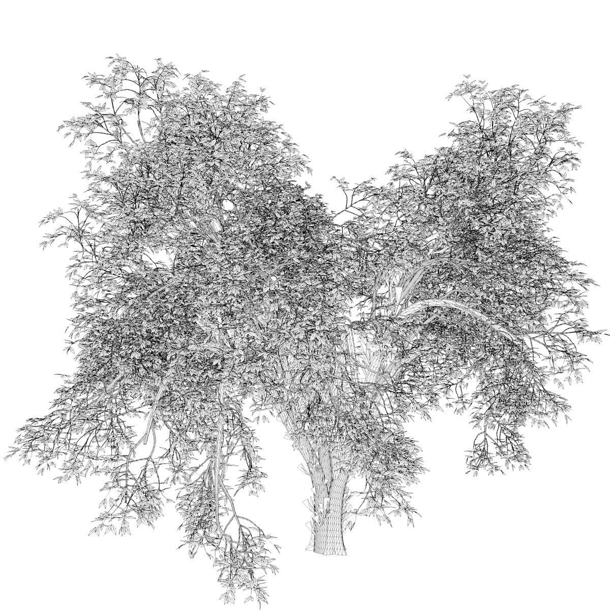 American Elm Tree - 10 - 3D model_2