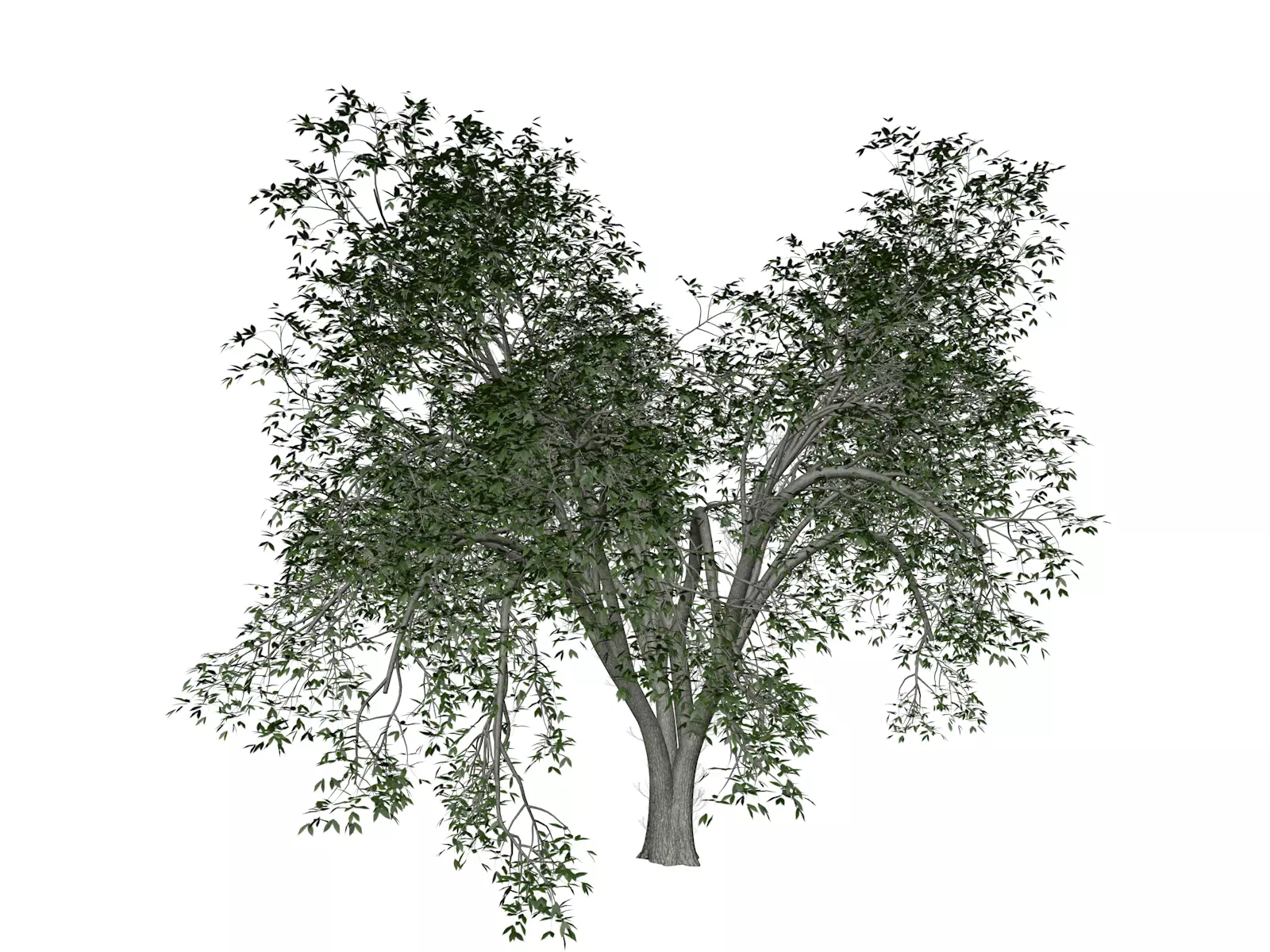 American Elm Tree - 10 - 3D model_0