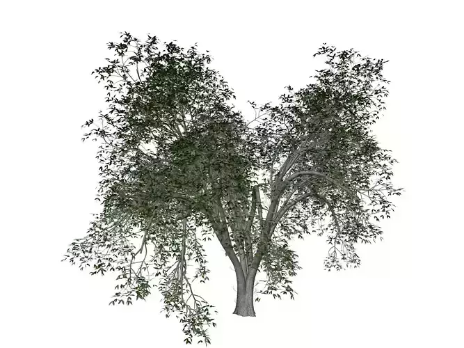American Elm Tree - 10 - 3D model