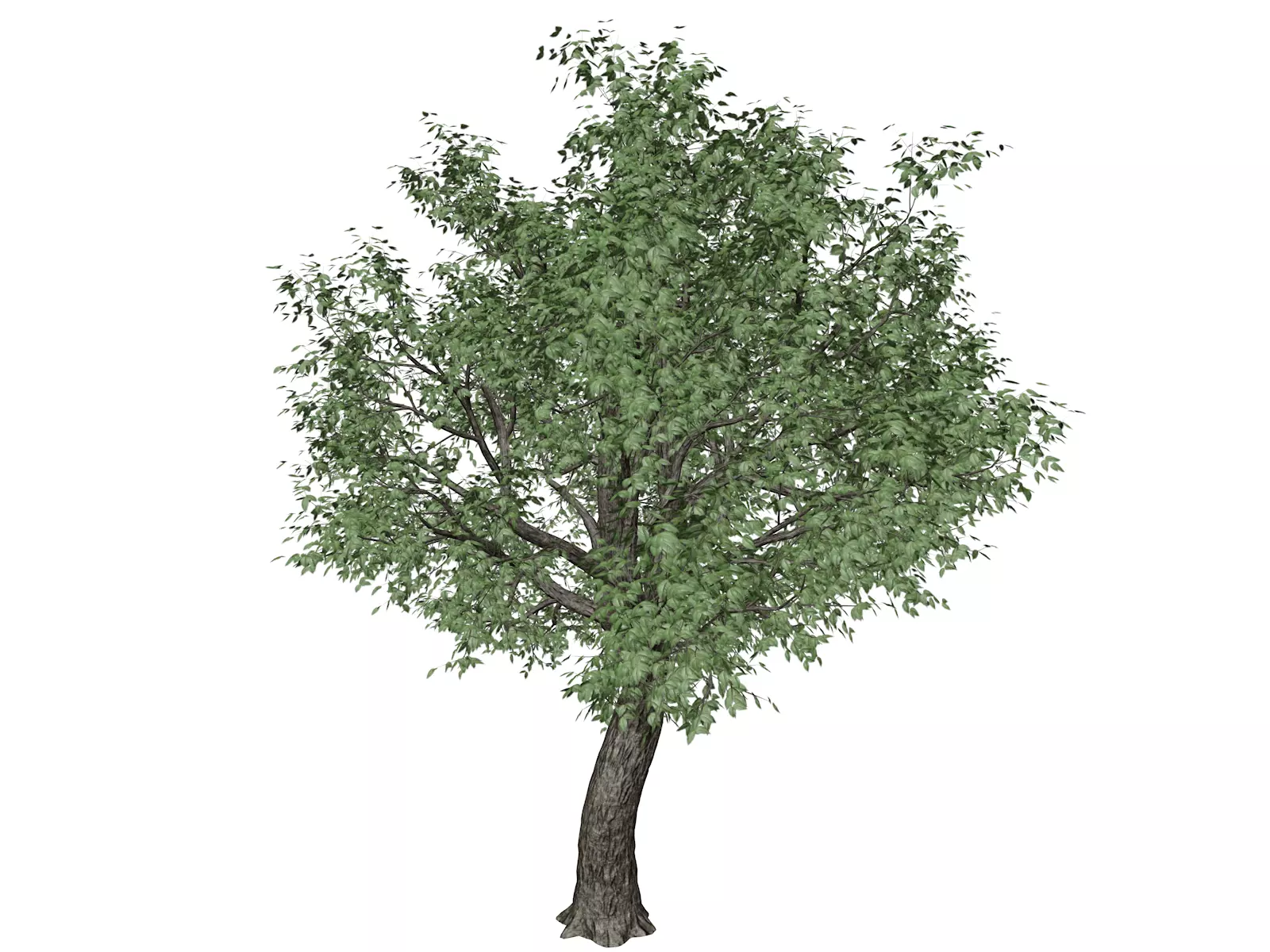 Amur Cork Tree - 01 3D model_0