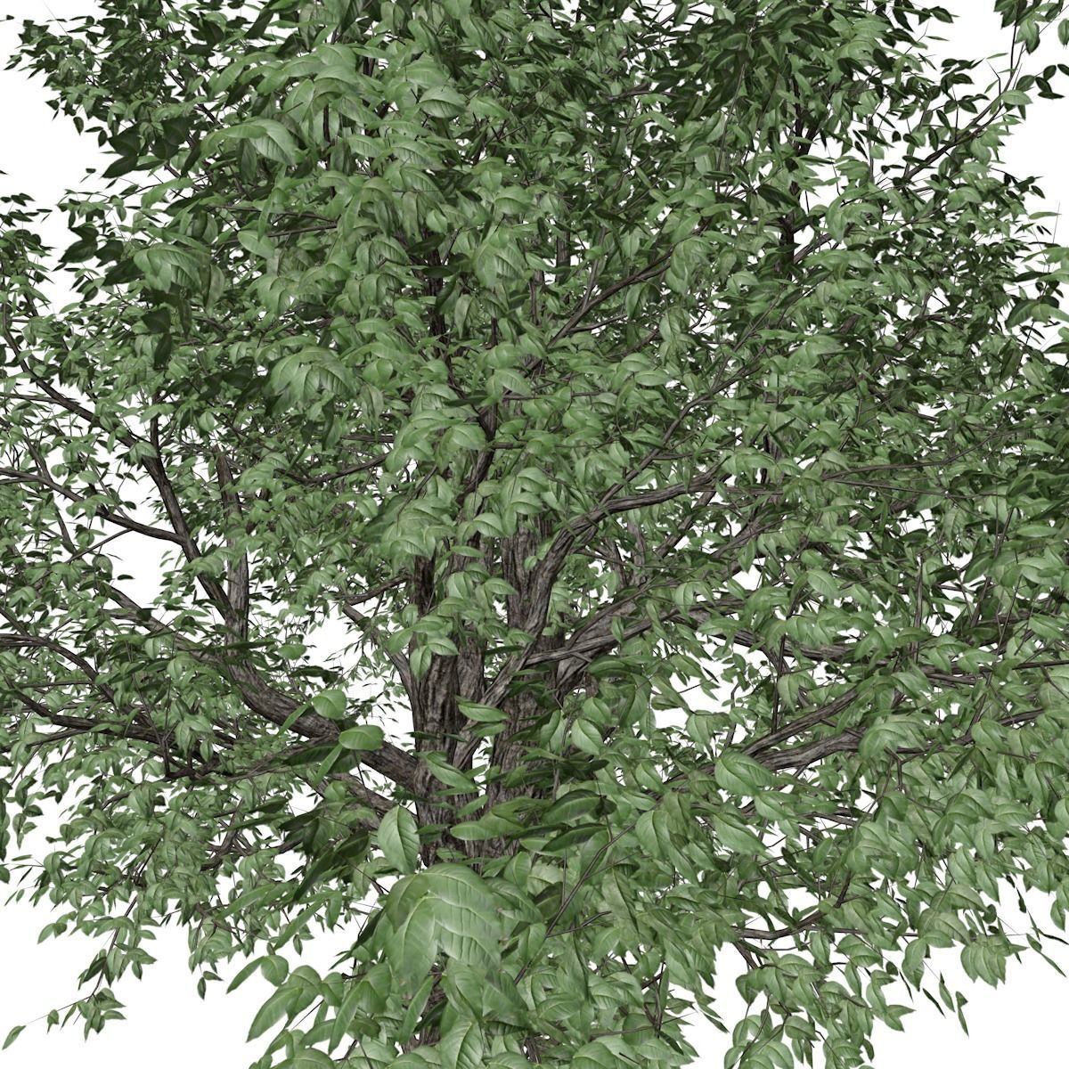 Amur Cork Tree - 01 3D model_3