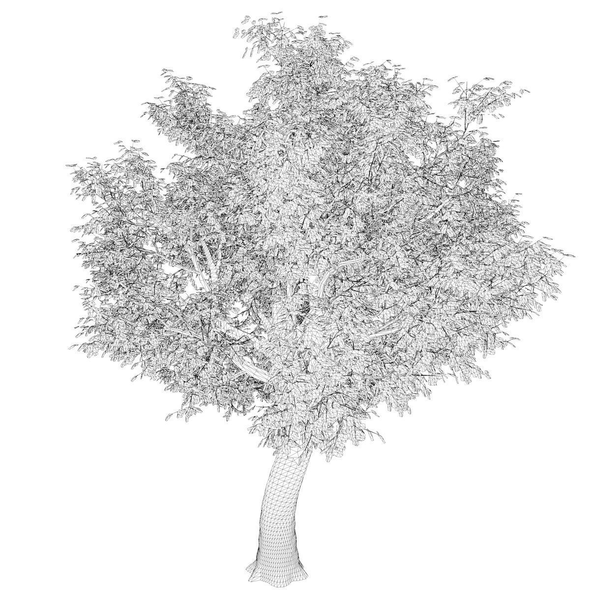 Amur Cork Tree - 01 3D model_2