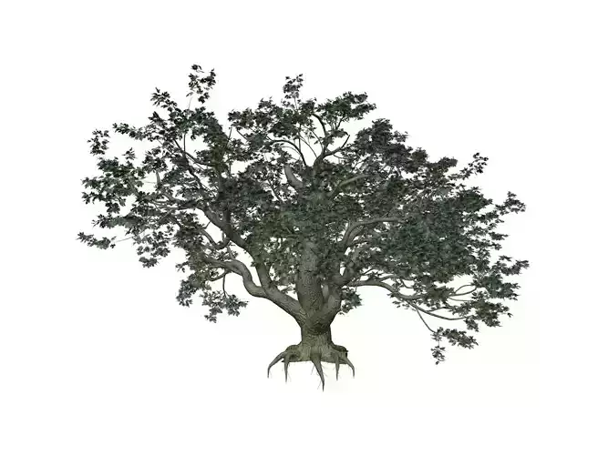 Big Leaf Maple Tree - 01 3D model
