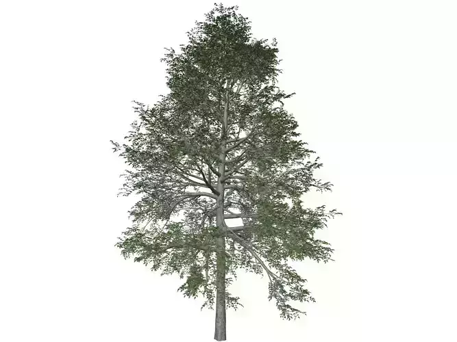 Black Gum Tree - 01 -
