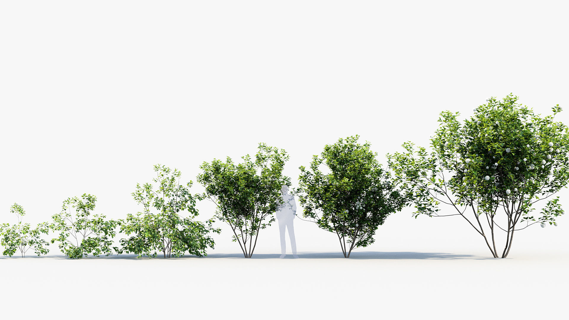 Package 08 Small Trees Collection 3D model_74