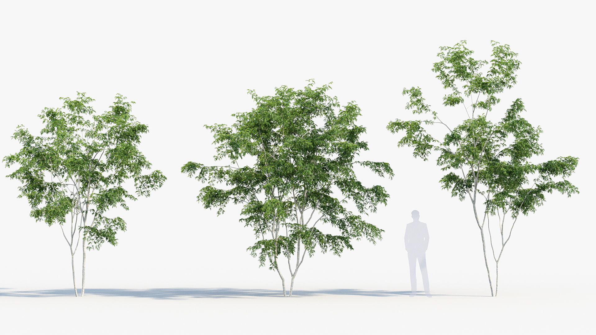 Package 08 Small Trees Collection 3D model_36