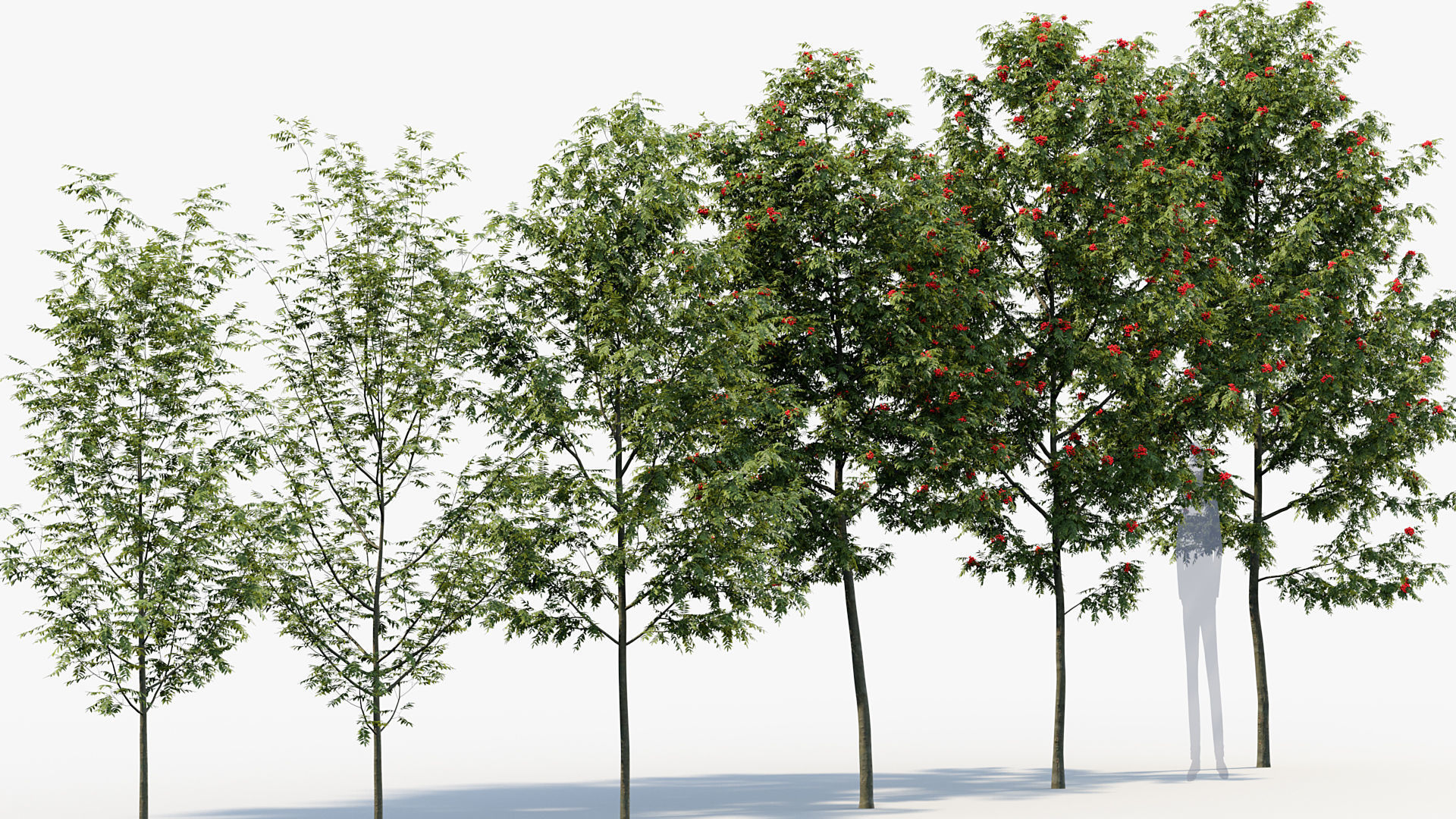 Package 08 Small Trees Collection 3D model_71