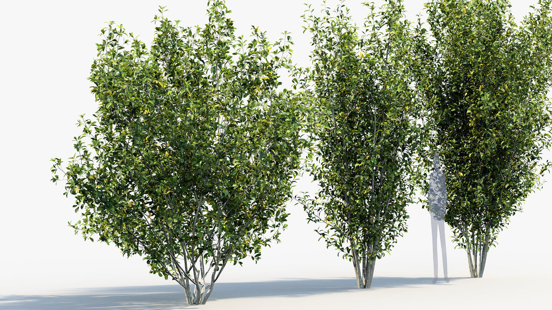 Package 08 Small Trees Collection 3D model_55