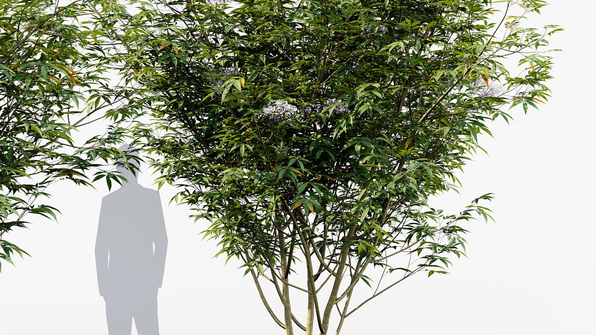 Package 08 Small Trees Collection 3D model_61