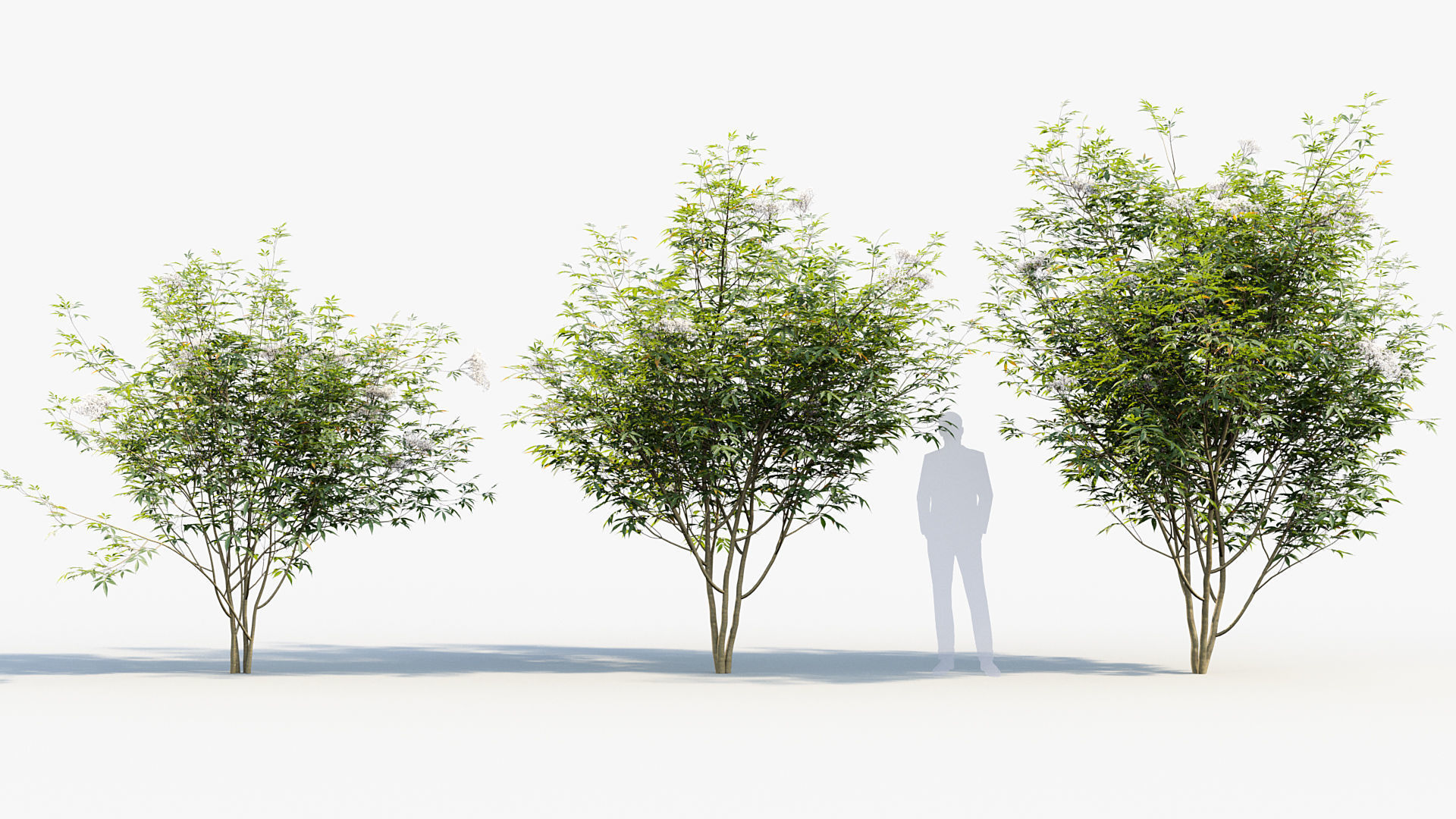 Package 08 Small Trees Collection 3D model_60