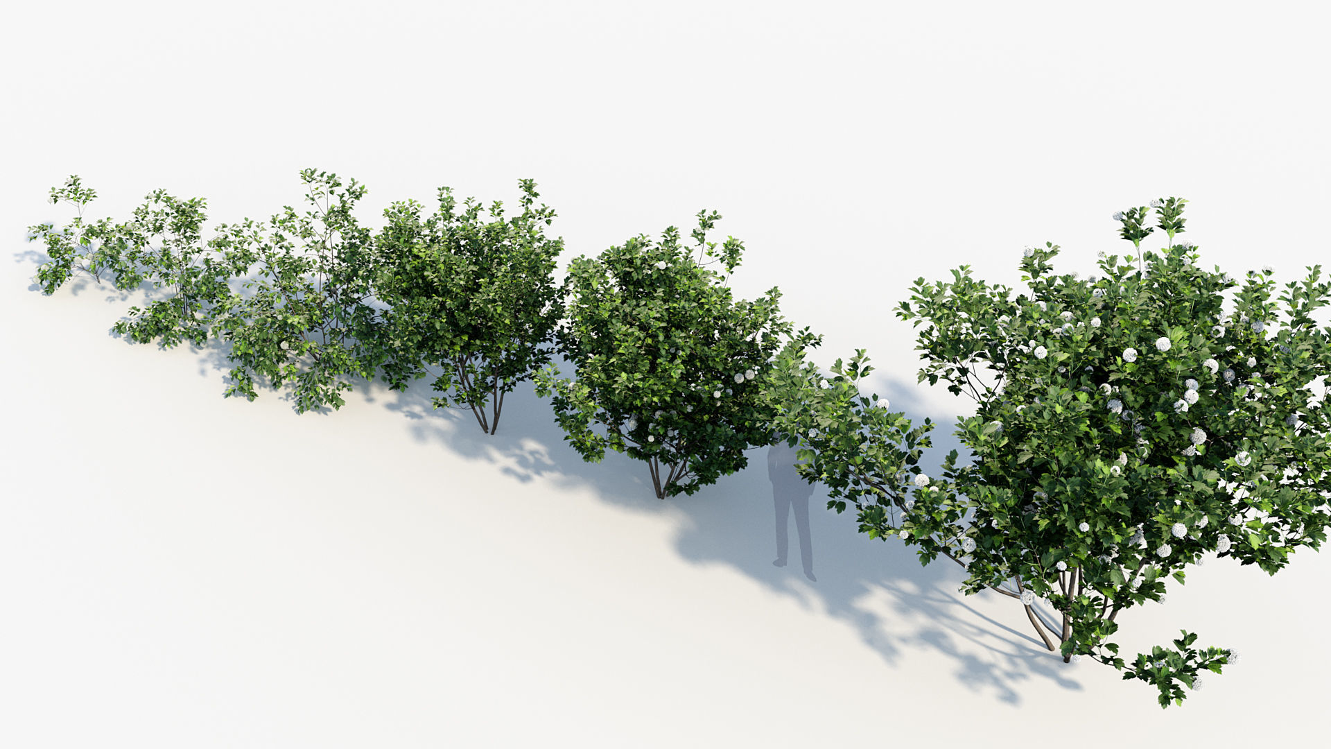 Package 08 Small Trees Collection 3D model_79