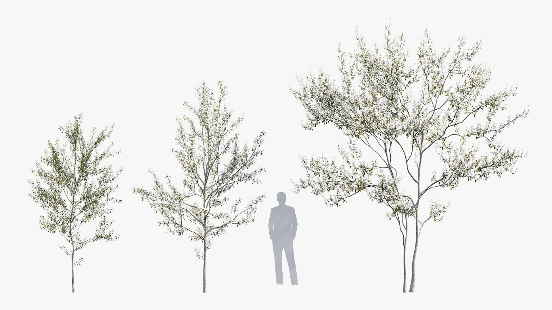 Package 08 Small Trees Collection 3D model_11