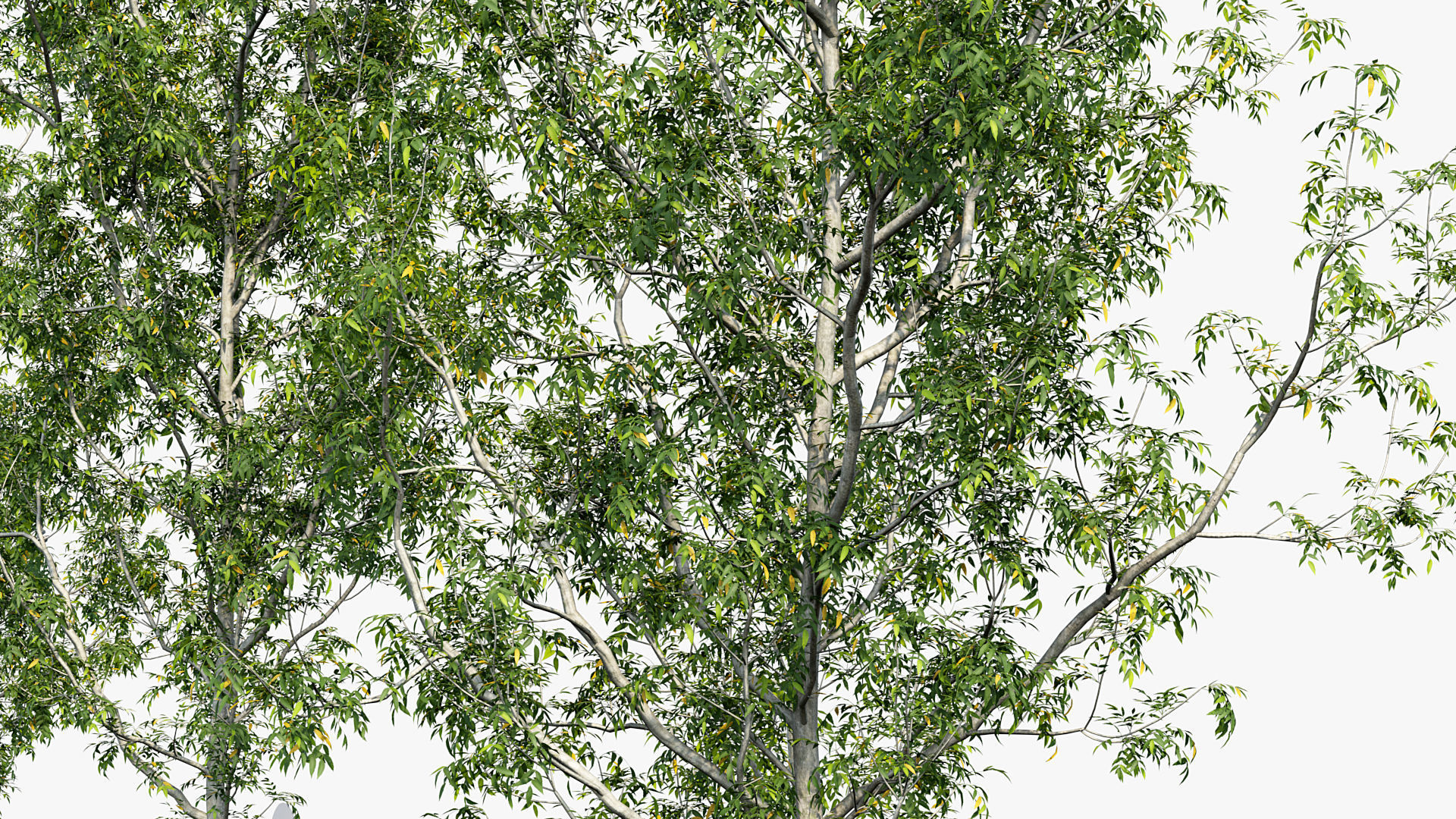 Package 08 Small Trees Collection 3D model_29