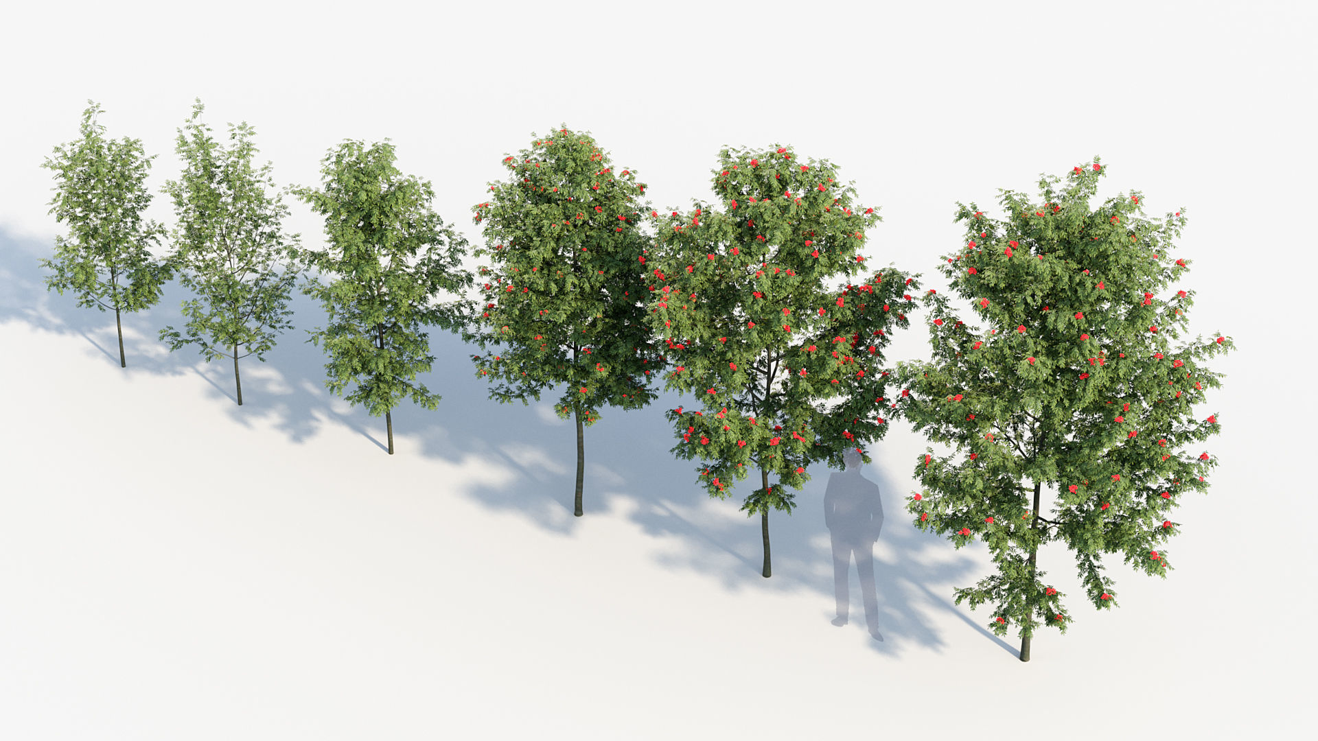 Package 08 Small Trees Collection 3D model_70