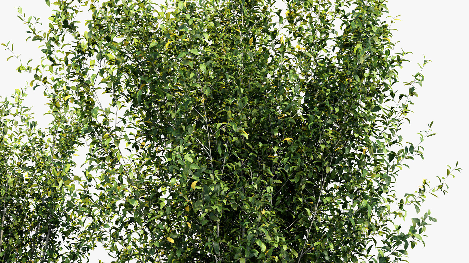 Package 08 Small Trees Collection 3D model_53