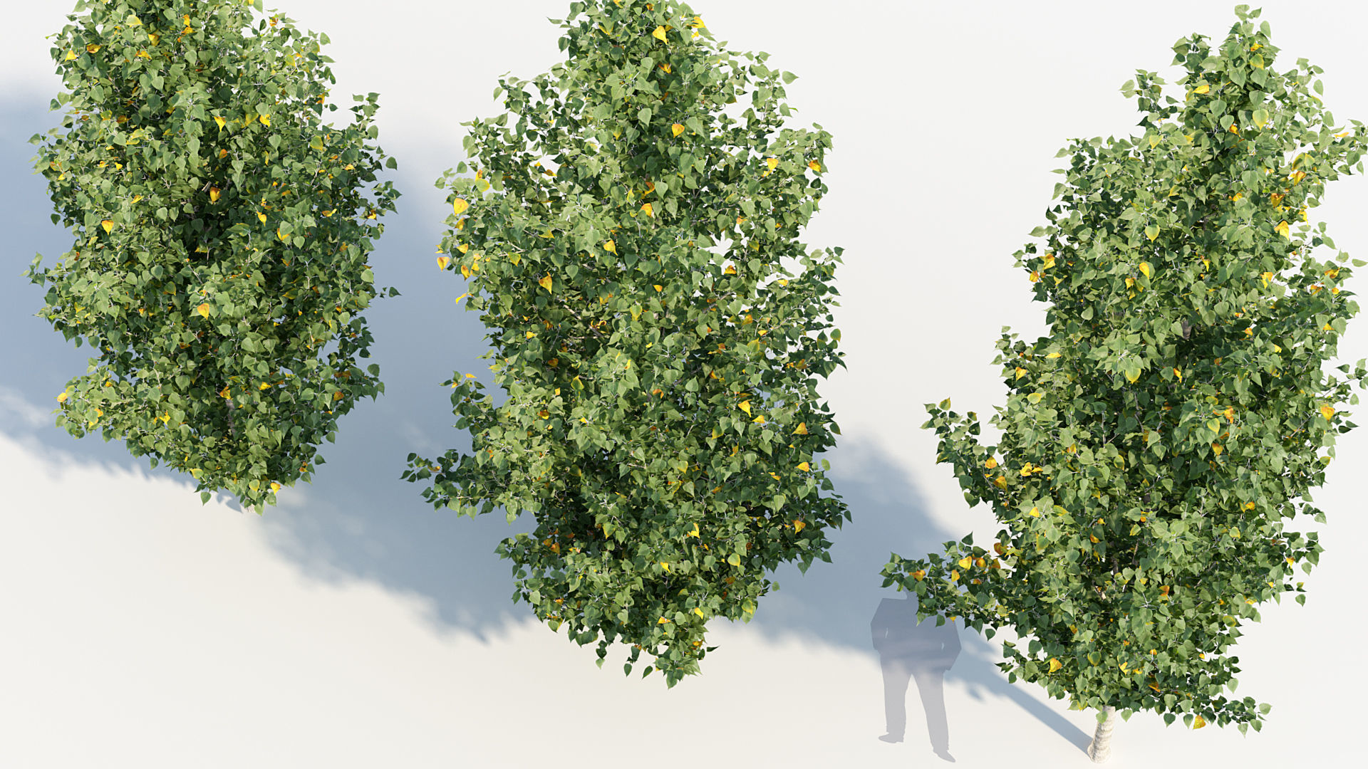 Package 08 Small Trees Collection 3D model_47