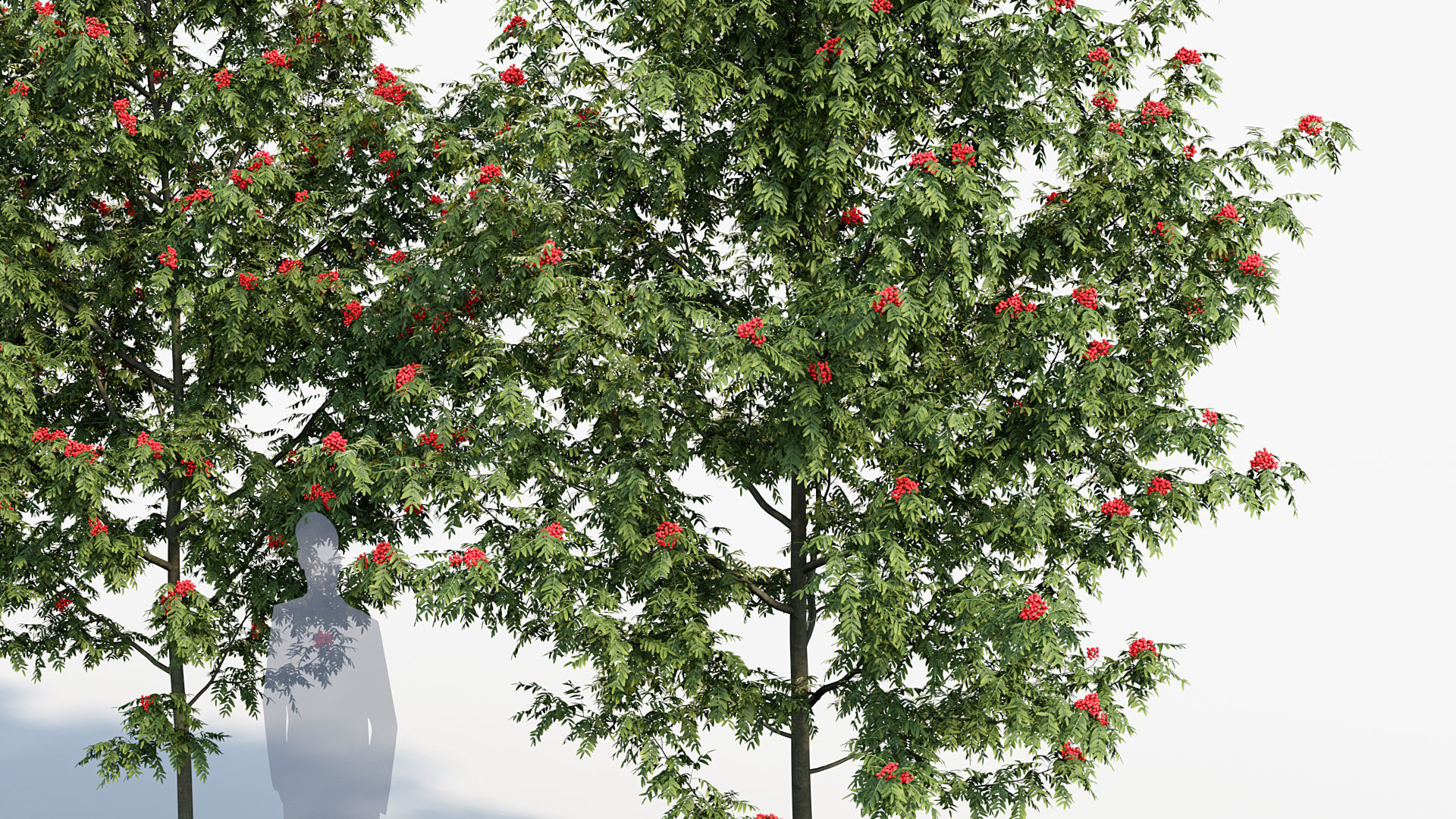 Package 08 Small Trees Collection 3D model_69