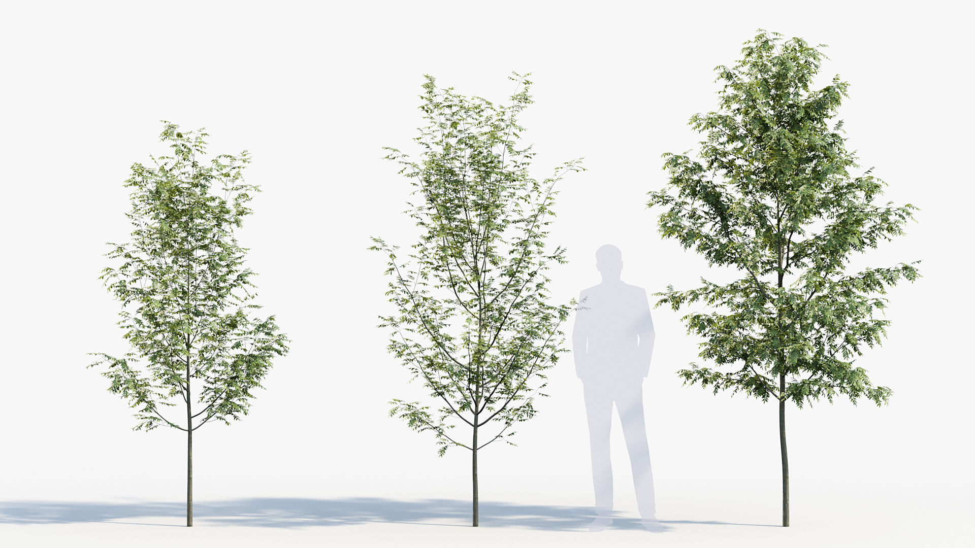 Package 08 Small Trees Collection 3D model_67