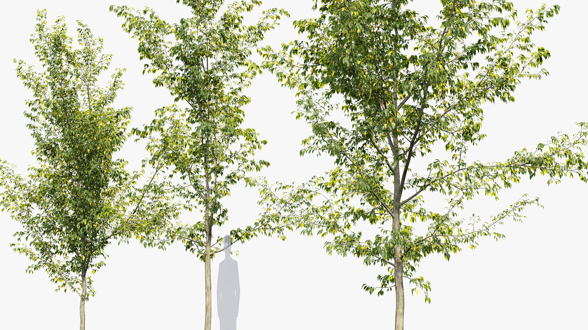 Package 08 Small Trees Collection 3D model_22