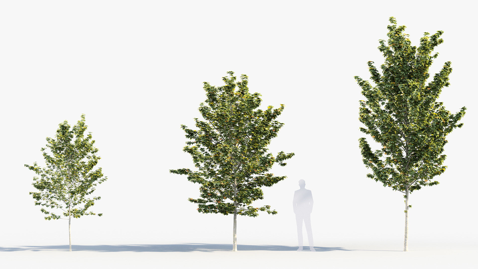 Package 08 Small Trees Collection 3D model_3