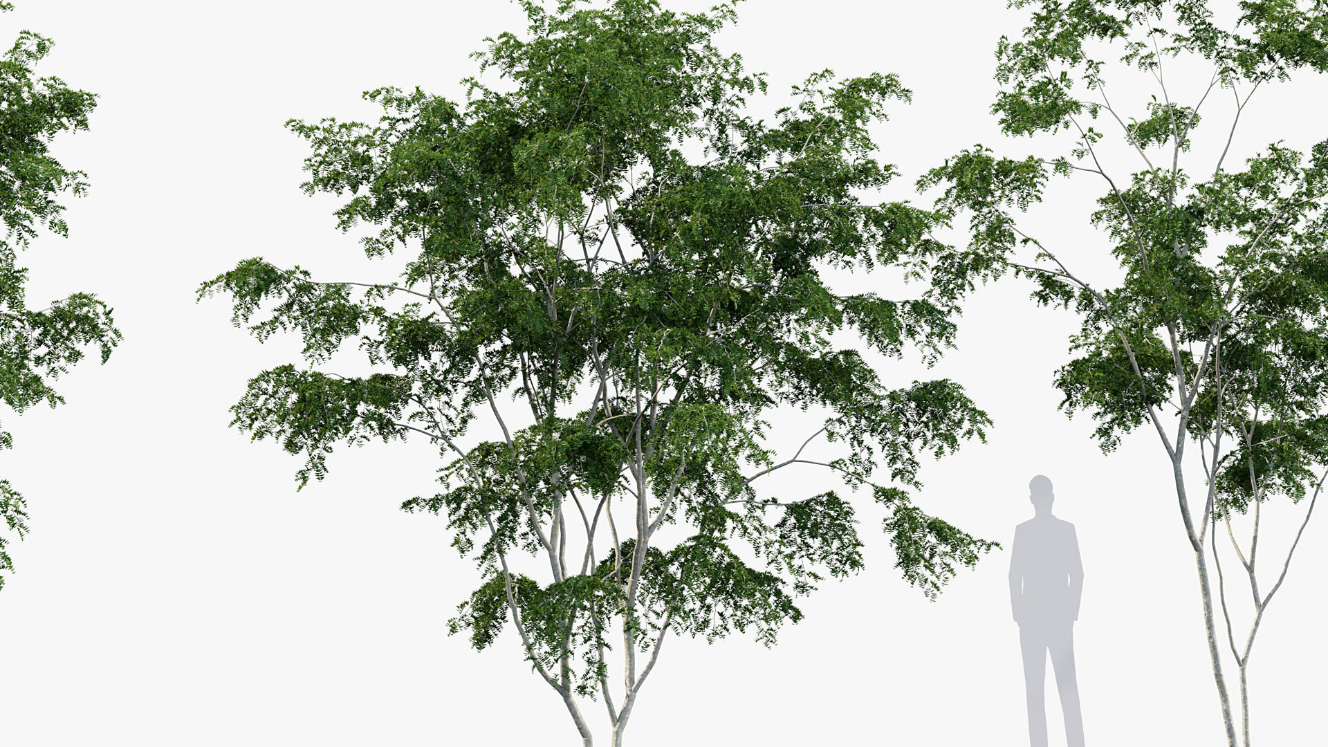Package 08 Small Trees Collection 3D model_38