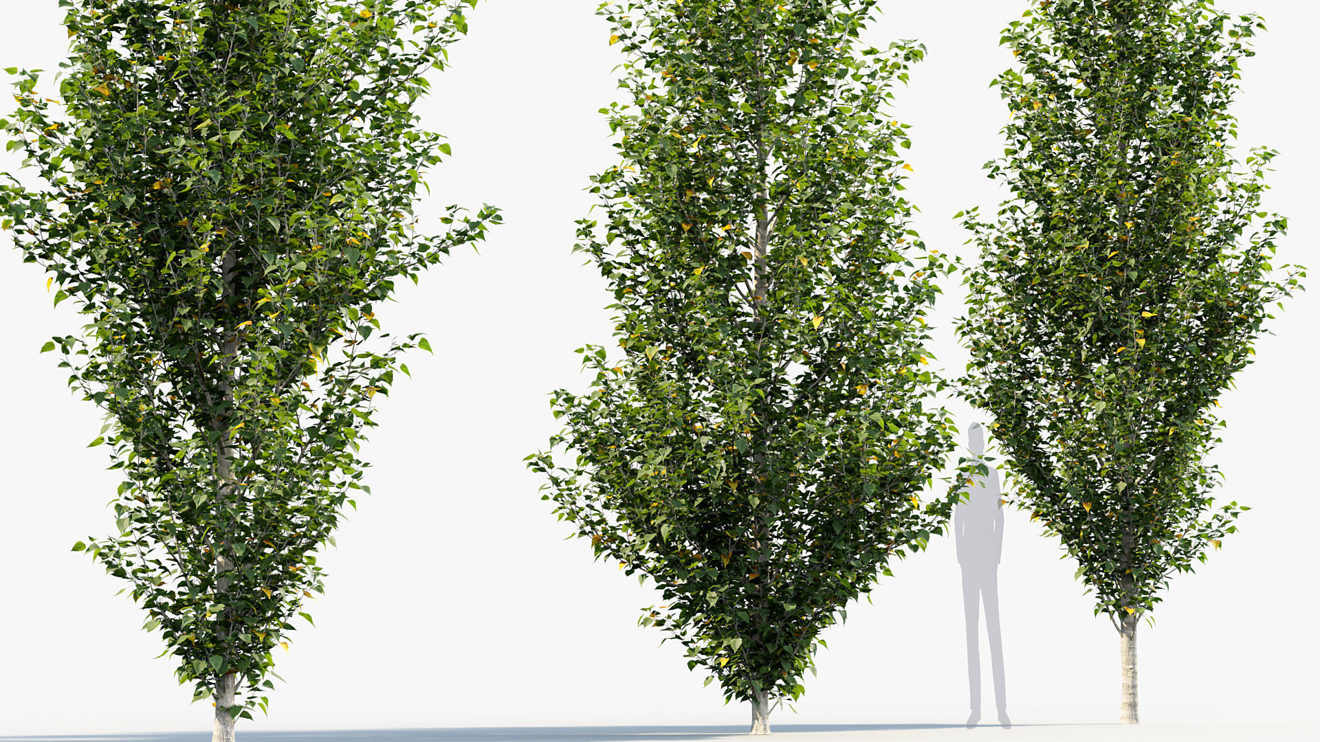 Package 08 Small Trees Collection 3D model_46