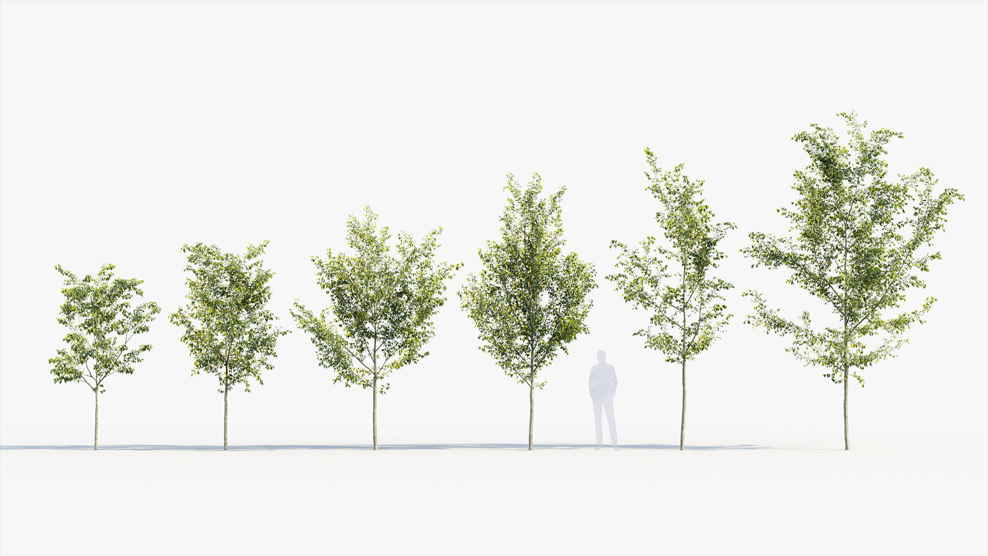 Package 08 Small Trees Collection 3D model_18